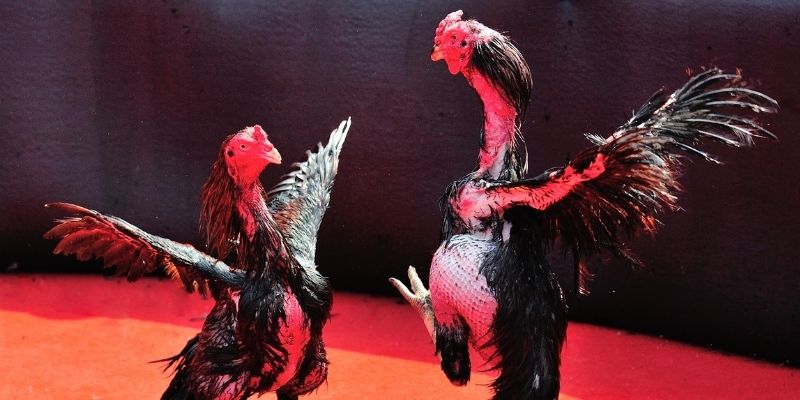 ok9 bắn cá đổi thưởng