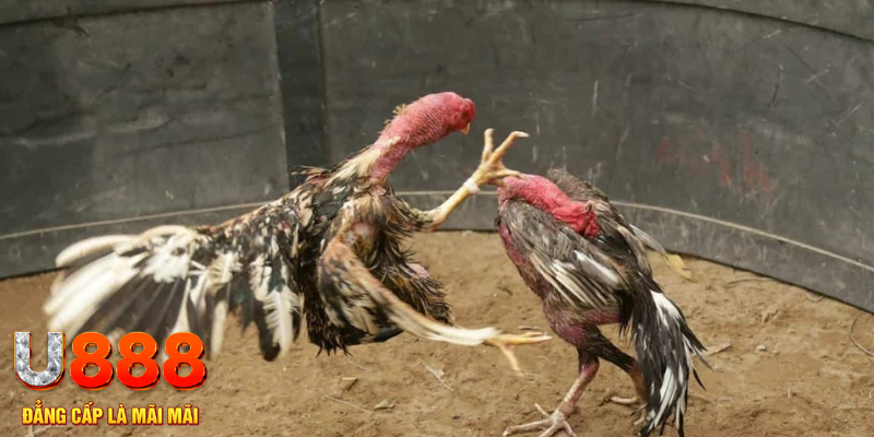 ok9 xổ số hà nội hôm nay